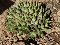 Rabiea albinota leaf mat